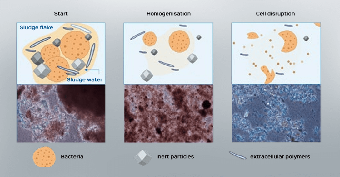 Counterflow disintegration works in two steps.  Homogenisation and cell disruption.