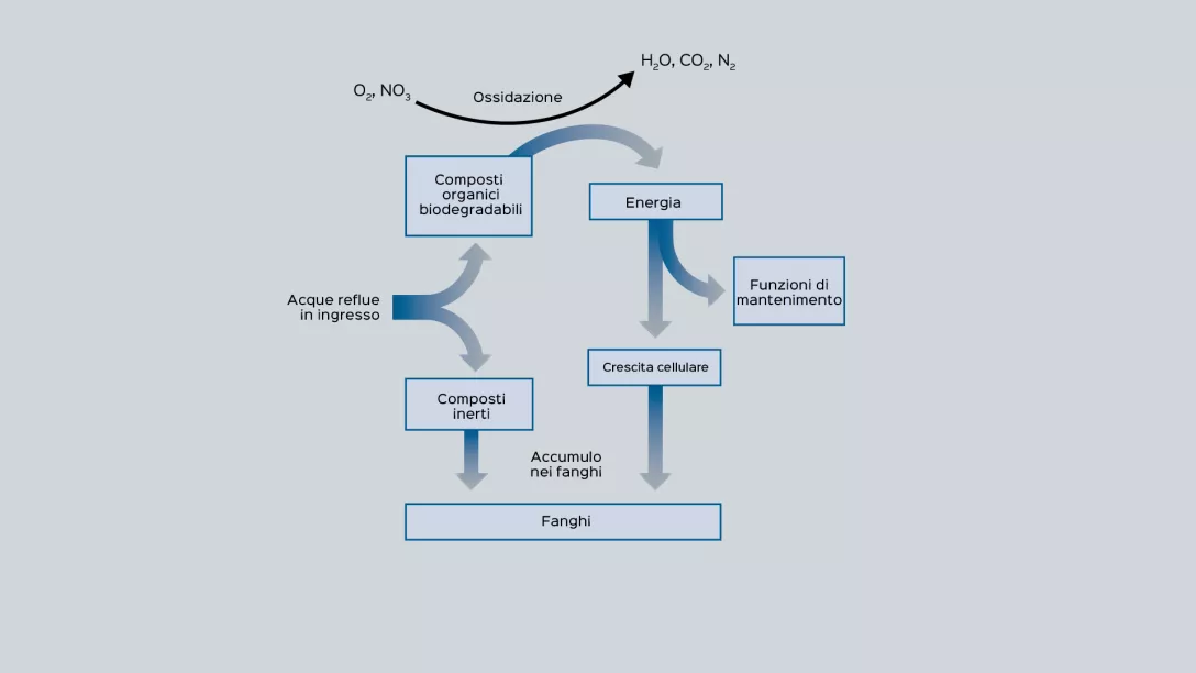 Illustrazione schematica dei processi di degradazione biologica in un impianto di trattamento delle acque reflue.